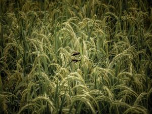 UBUD RICE FIELDS