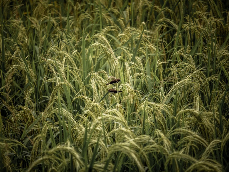 UBUD RICE FIELDS