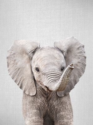 BABY ELEPHANT - COLORFUL