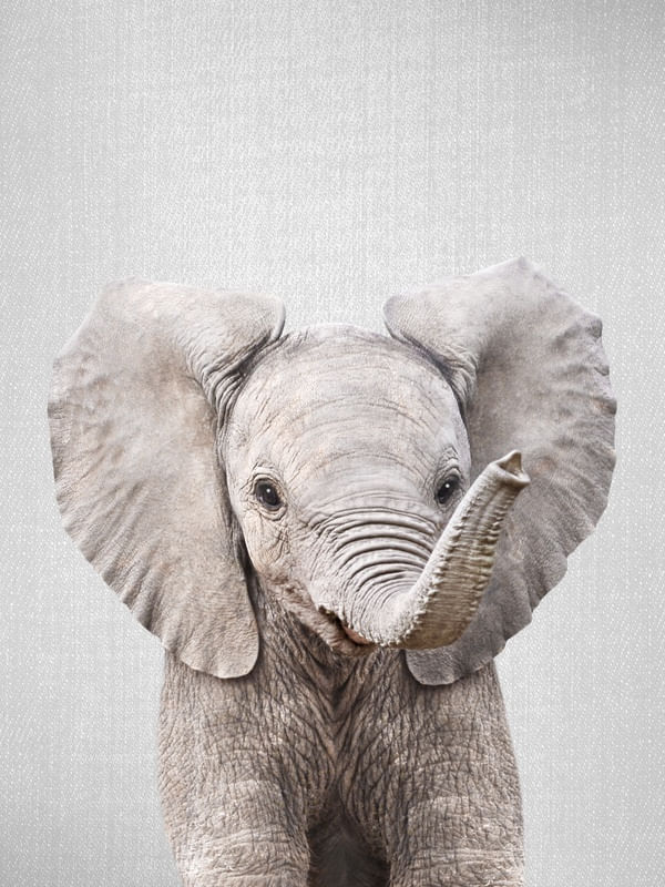 BABY ELEPHANT - COLORFUL