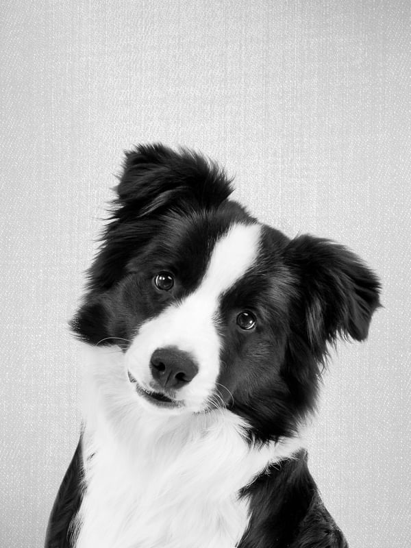 BORDER COLLIE - BLACK AND WHITE
