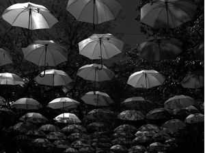 HOLAMBRA EM BNW