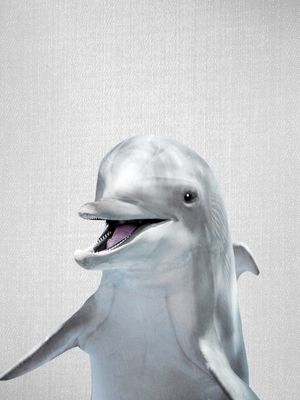 DOLPHIN - COLORFUL