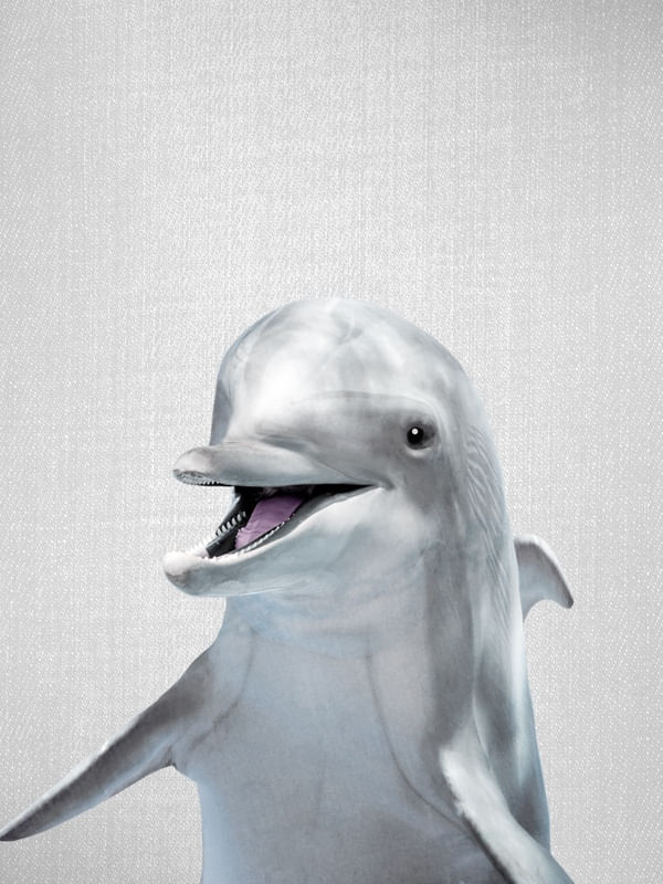 DOLPHIN - COLORFUL