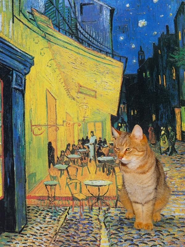 CAFÉ TERRACE À NOITE COM UM GATO