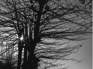 RJ - ÁRVORE E RAIO DE SOL PB