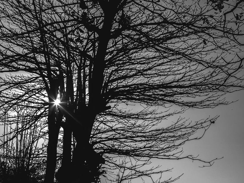 RJ - ÁRVORE E RAIO DE SOL PB