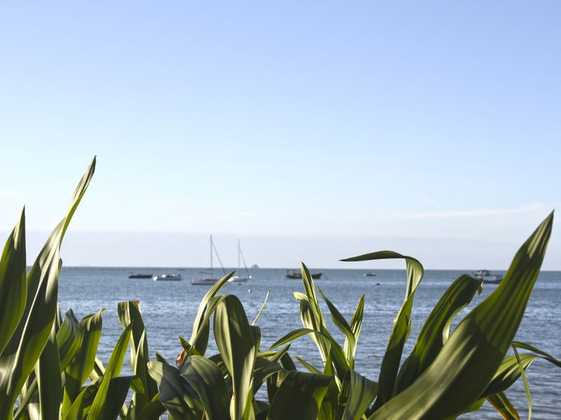 RJ - PRAIA MAR E FOLHAS VERDES