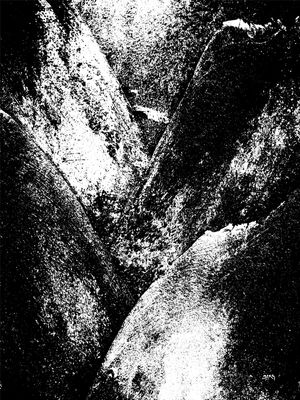 TREE TEXTURE