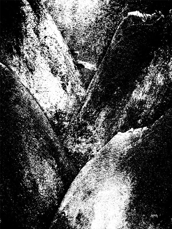TREE TEXTURE