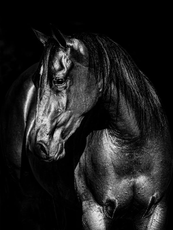 DELICADEZA NEGRA