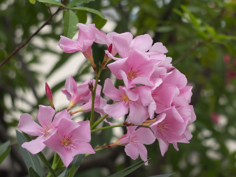 FLORES SÃO MAJESTOSAS