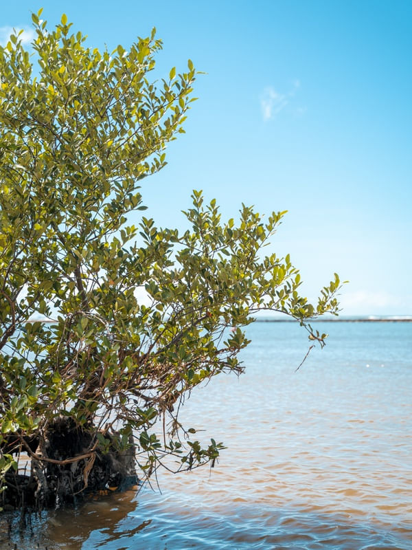 ÁRVORE DE MANGUE À BEIRA DA PRAIA DE MURO ALTO