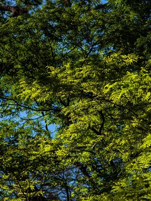 PRIMAVERA EM CORES