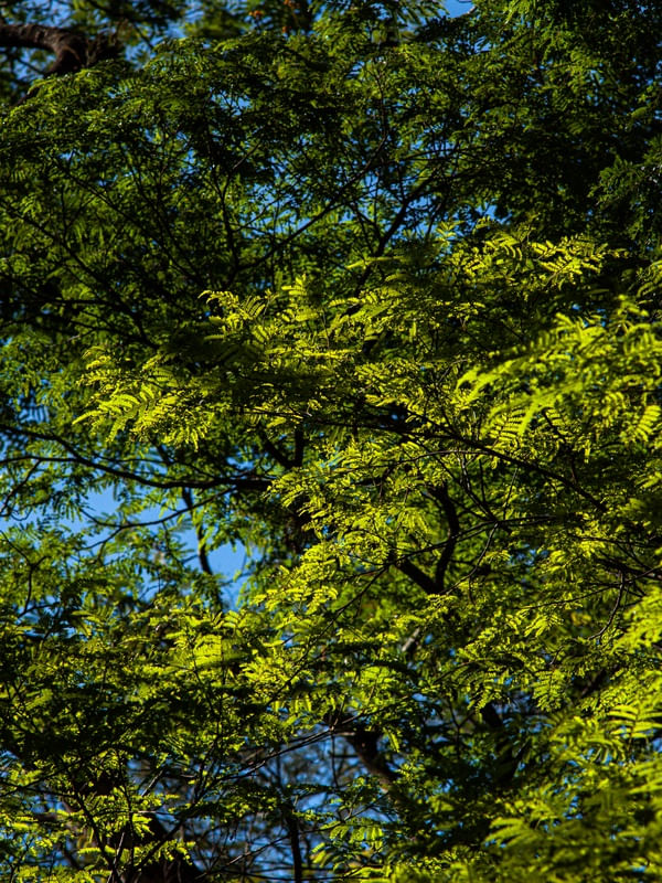 PRIMAVERA EM CORES