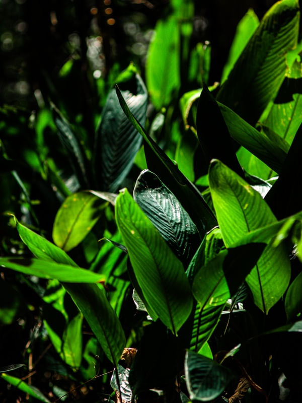 PLANTAS E LUZ