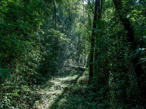 CAMINHO FLORESTA