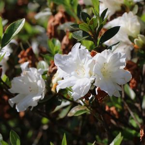 FLOR BRANCA LB 00
