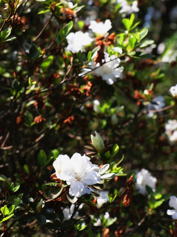 FLOR BRANCA LB 01