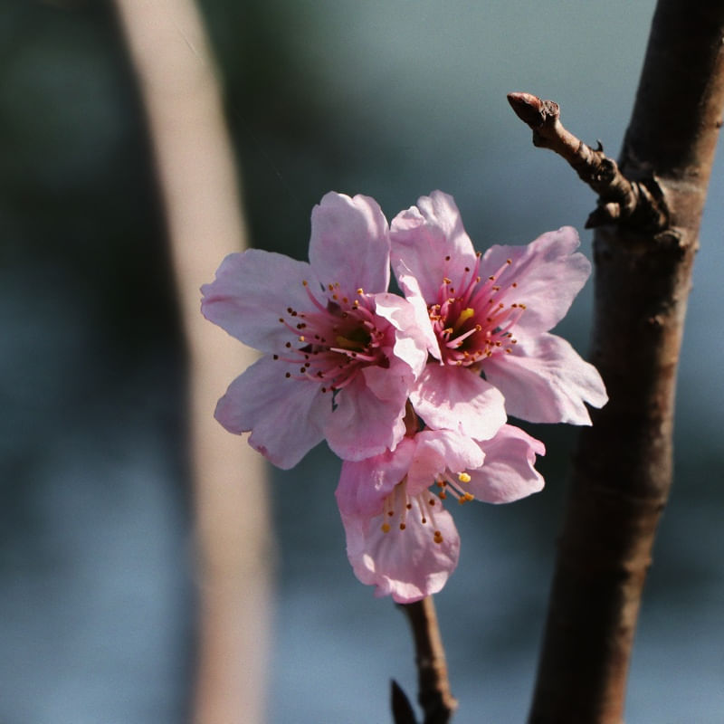 FLOR DE CEREJEIRA 01