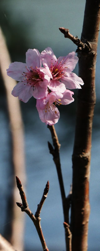 FLOR DE CEREJEIRA LB 01