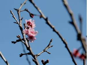 FLOR DE CEREJEIRA 03