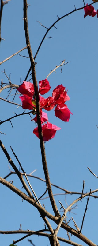 FLOR ROXA LB 00