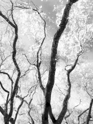 FOREST - DÍPTICO 1 - SUPERIOR