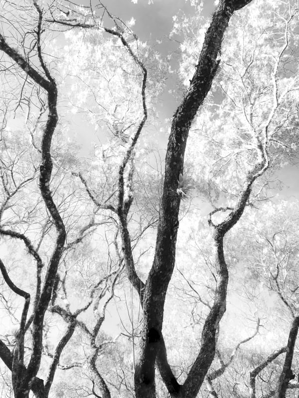 FOREST - DÍPTICO 1 - SUPERIOR