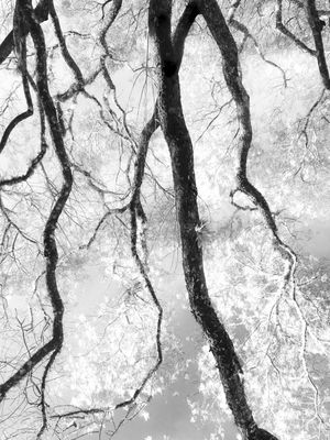 FOREST - DÍPTICO 2 - INFERIOR