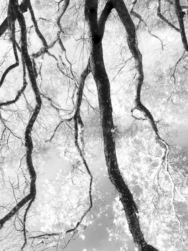 FOREST - DÍPTICO 2 - INFERIOR