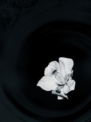 A DELICADEZA DA MORÉIA
