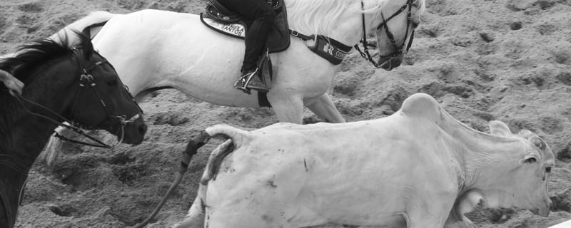 ANIMALES ANIMAIS PB
