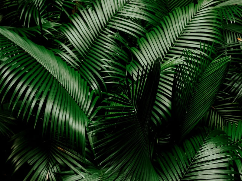 JARDIM DE PALMEIRAS
