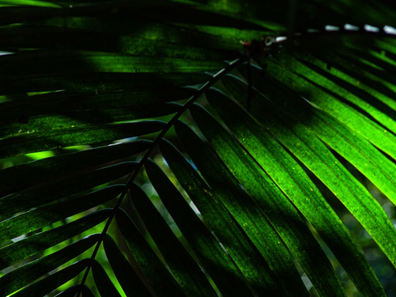 ARCO VERDE