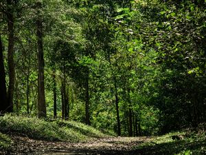 BOSQUE DE OUTONO