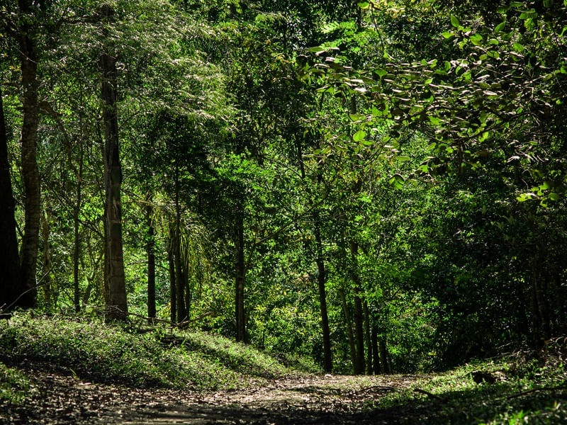 BOSQUE DE OUTONO