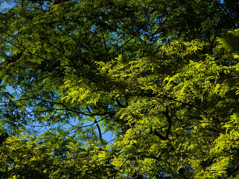 PRIMAVERA A VISTA