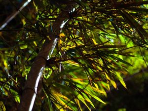 TEXTURA DE BAMBU