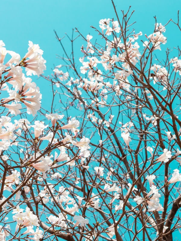 IPÊ BRANCO E CÉU AZUL