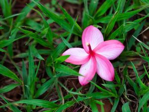 FLOR NA GRAMA