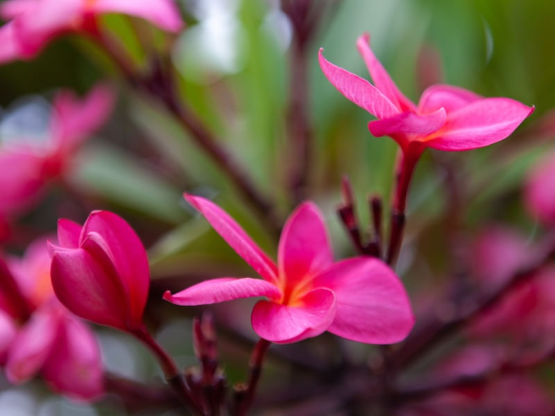 FLORES E BULBO
