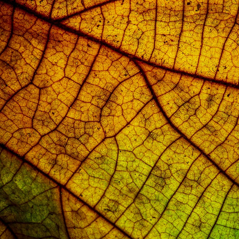 LEAF MACRO
