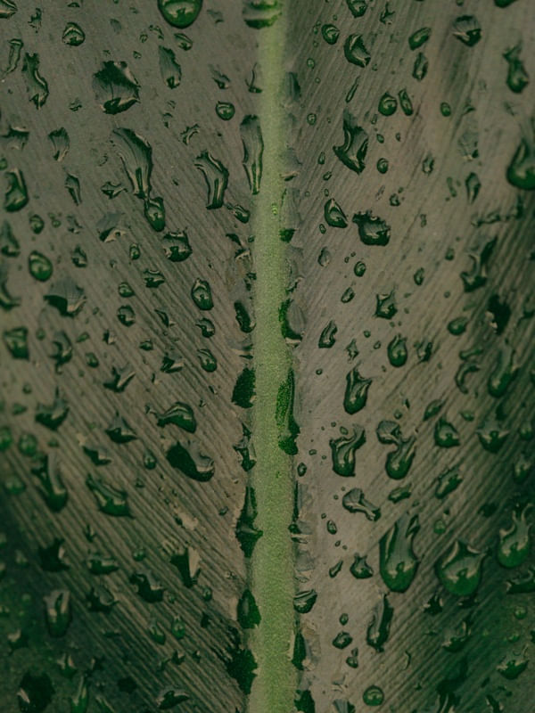 FOLHA DEPOIS DA CHUVA