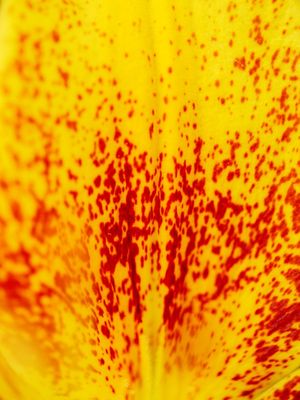 DETALHE EM VERMELHO