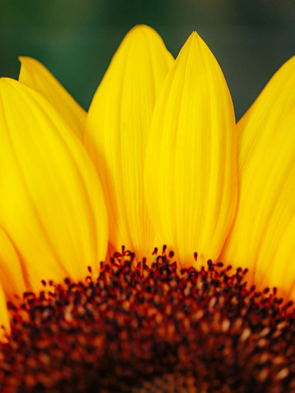 GIRASSOL AMARELO UP AND COLOSE
