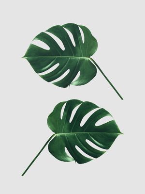 MINIMAL FLORAL 66
