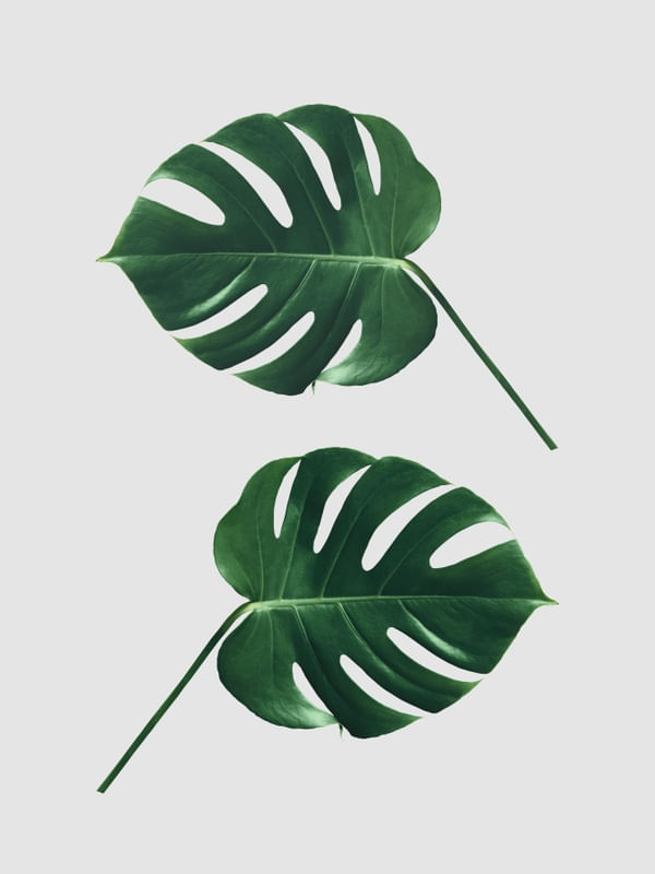 MINIMAL FLORAL 66