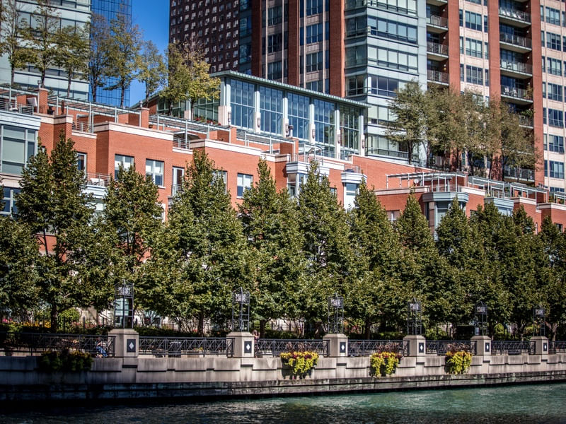 CHICAGO RIVER PINE TREES