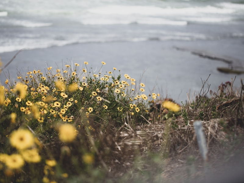 COLD IN ENCINITAS